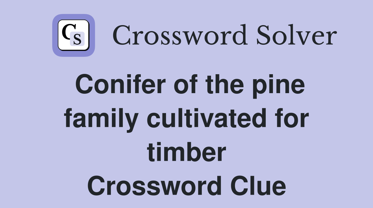 Conifer of the pine family cultivated for timber Crossword Clue